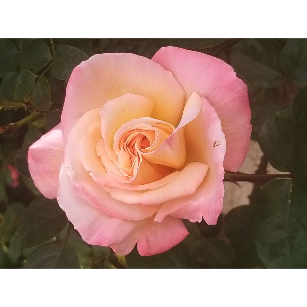 Rosier à grandes fleurs Laeticia Casta