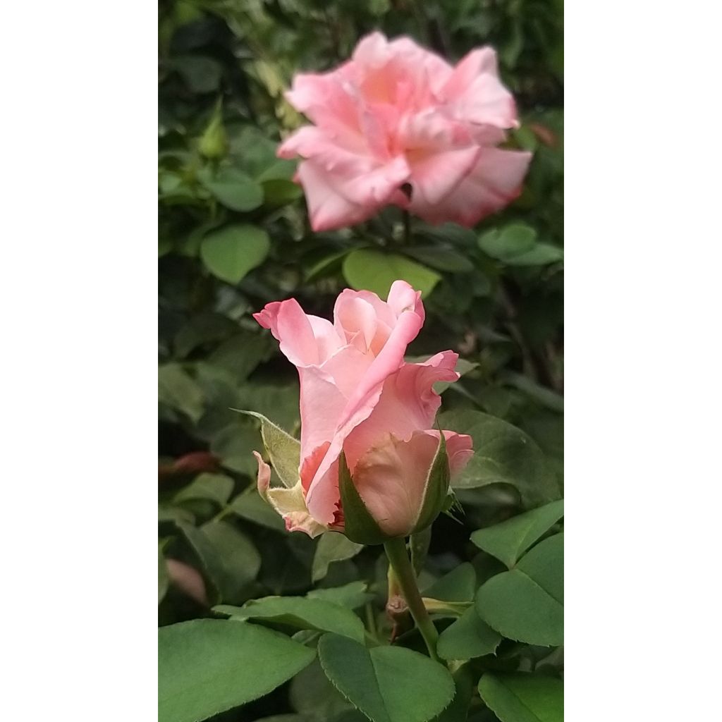 Rosier à grandes fleurs Laeticia Casta