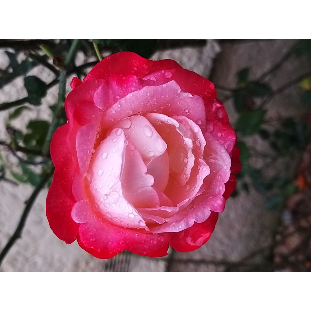 Rosier à grandes fleurs Les Années Folles La Garçonne