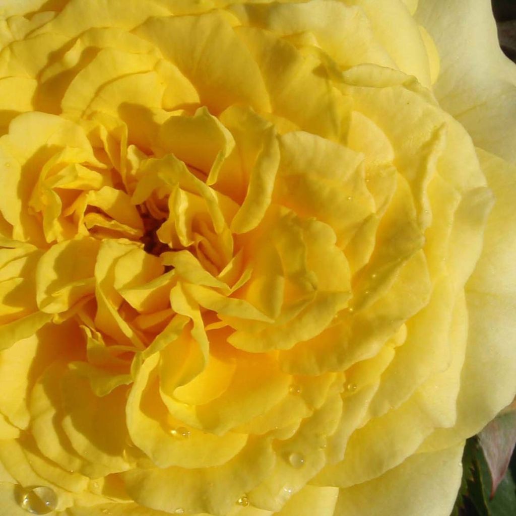 Rosier à grandes fleurs Les Années Folles La Rotonde