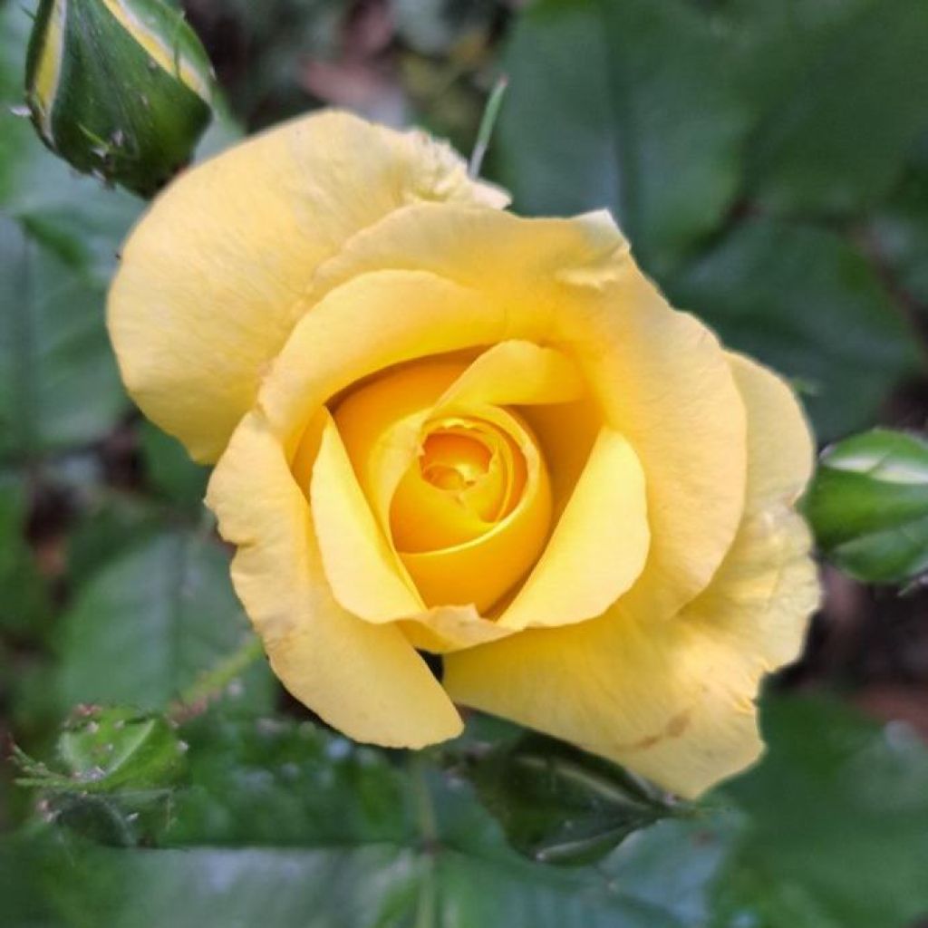 Rosier à grandes fleurs Les Années Folles La Rotonde