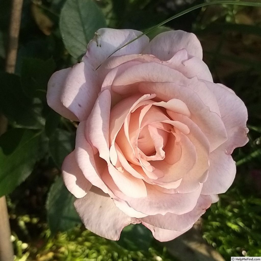 Rosier à grandes fleurs Lyon Lumières