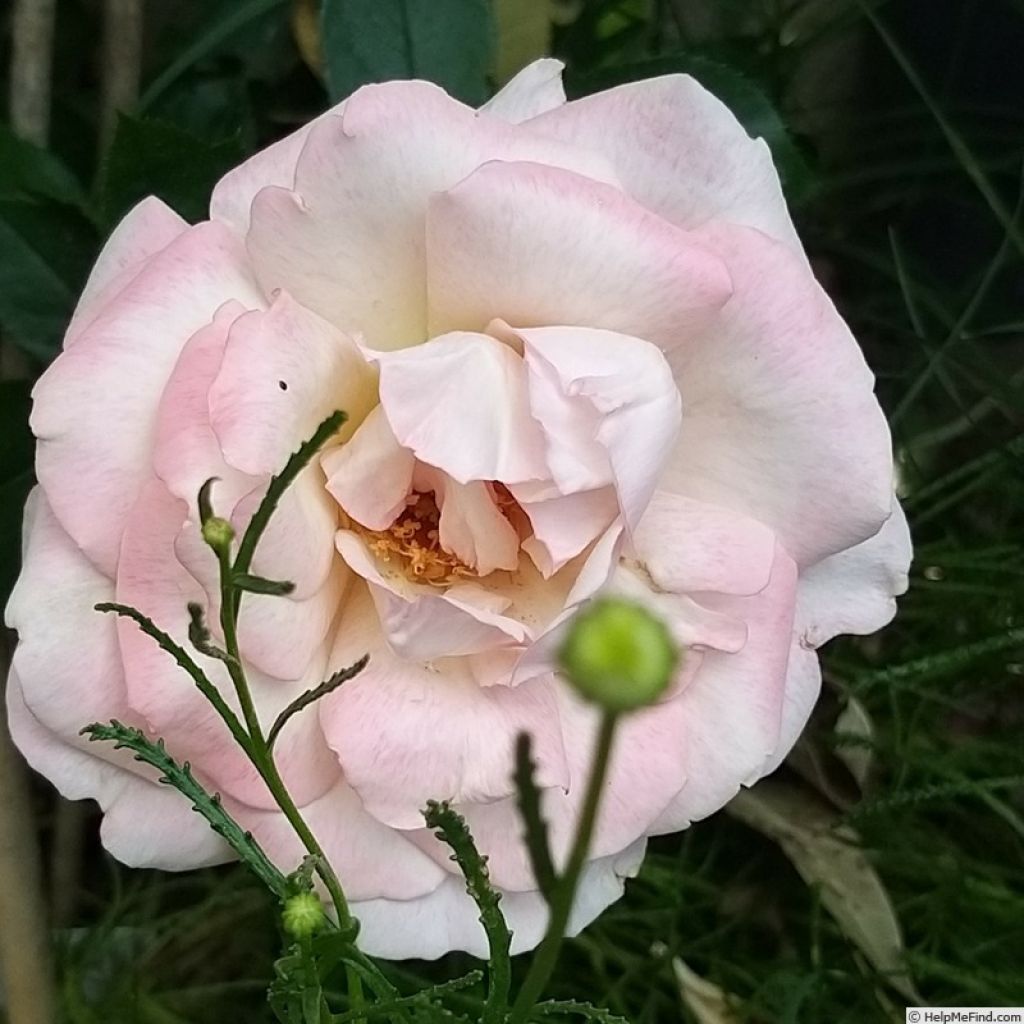 Rosier à grandes fleurs Lyon Lumières