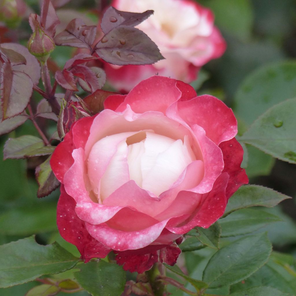 Rosier à grandes fleurs Nostalgie