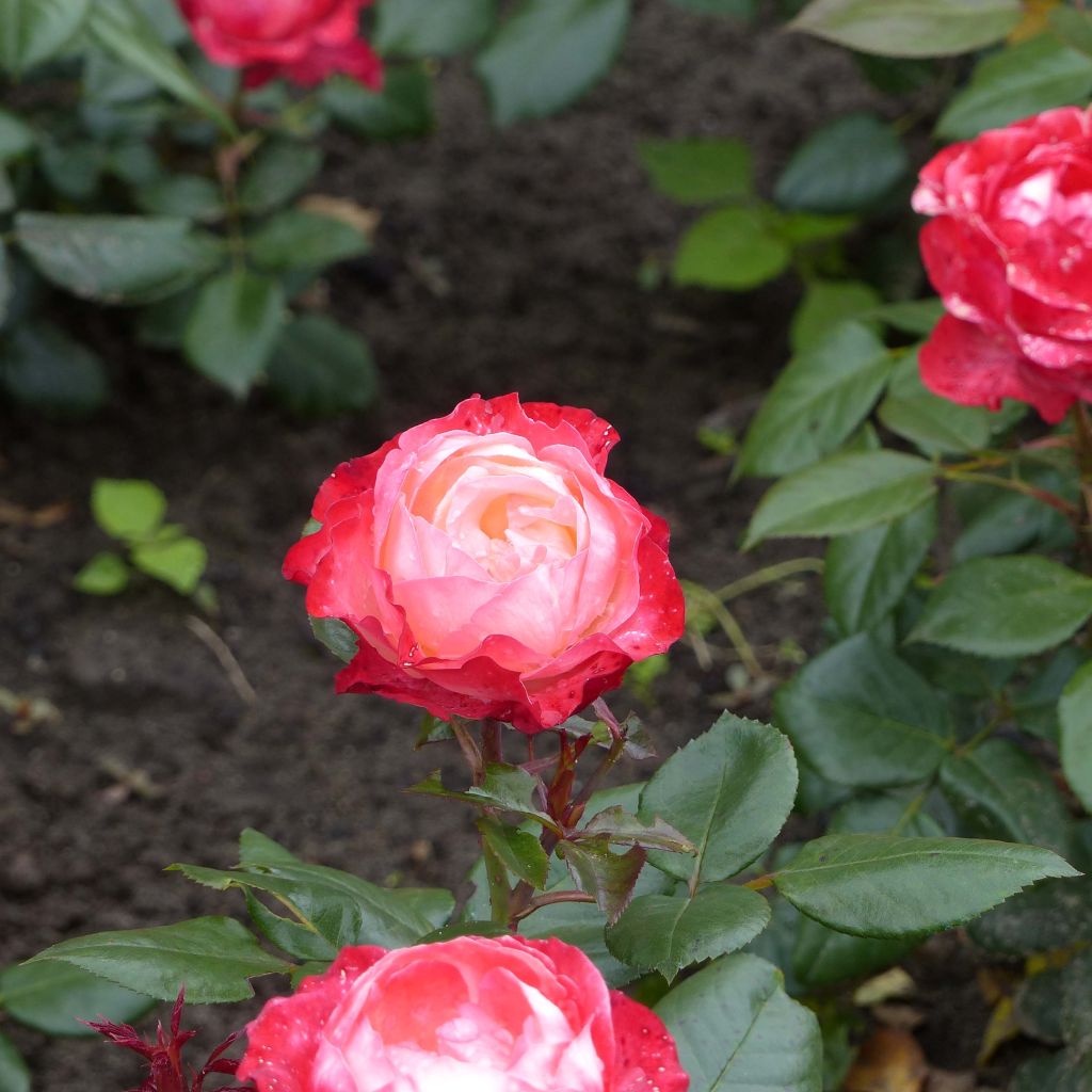 Rosier à grandes fleurs Nostalgie