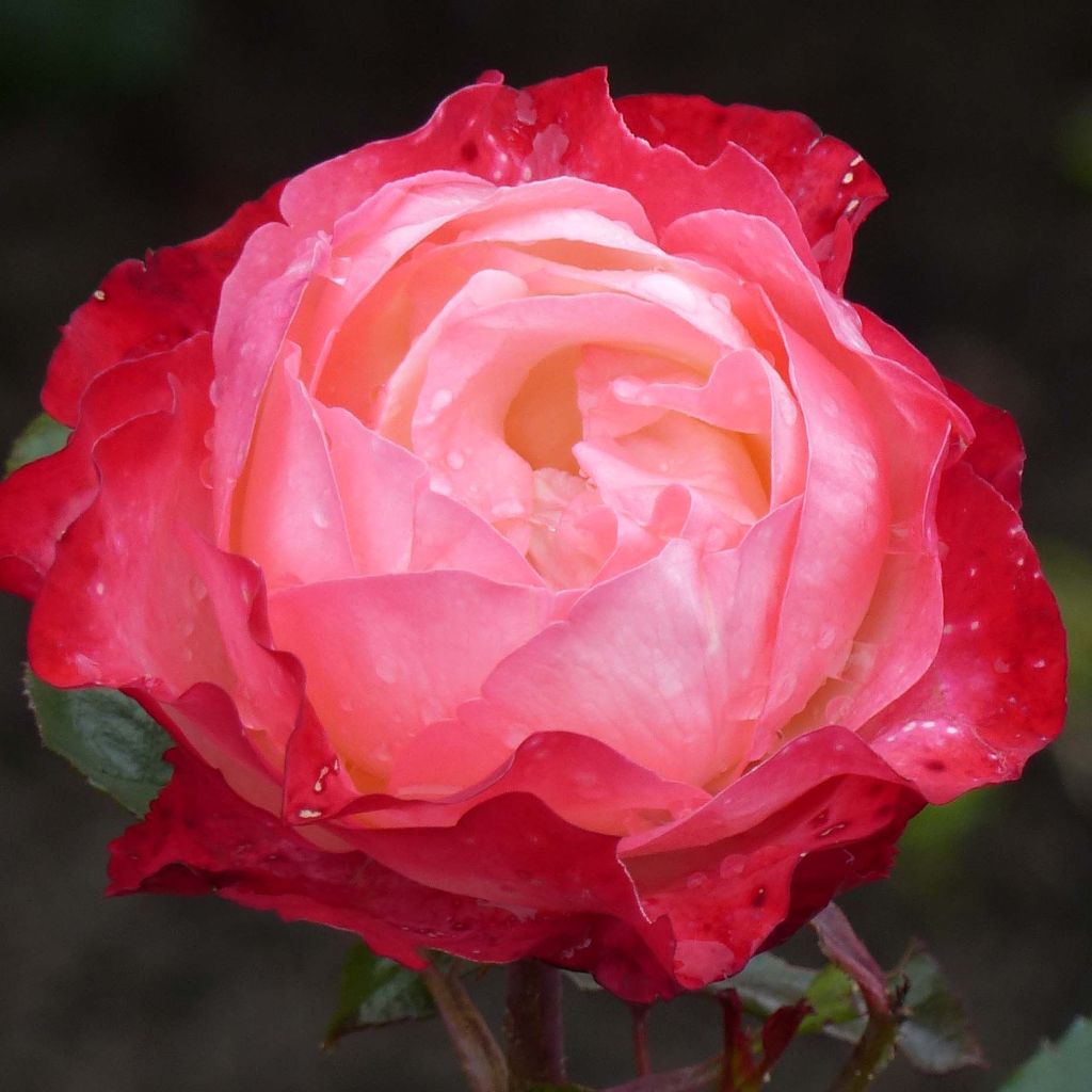 Rosier à grandes fleurs Nostalgie