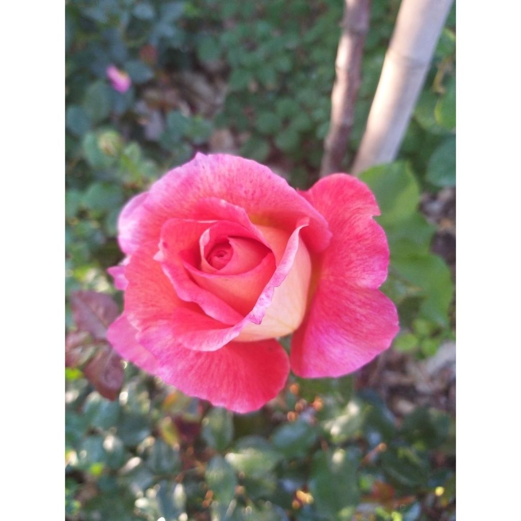 Rosier à grandes fleurs Parfum de Grasse