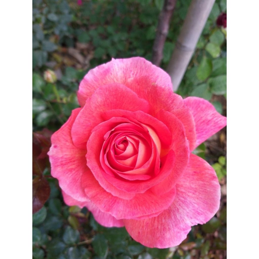 Rosier à grandes fleurs Parfum de Grasse