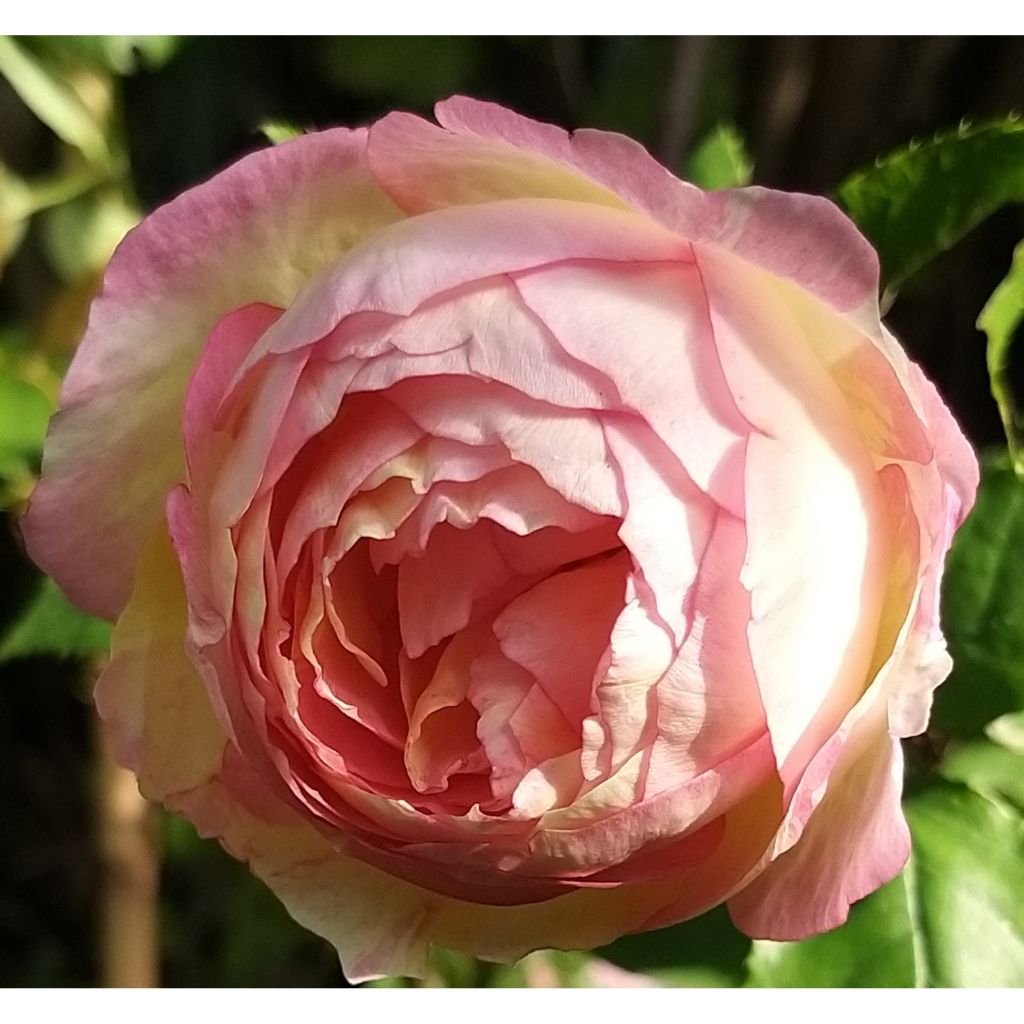 Rosier à grandes fleurs Pink Paradise