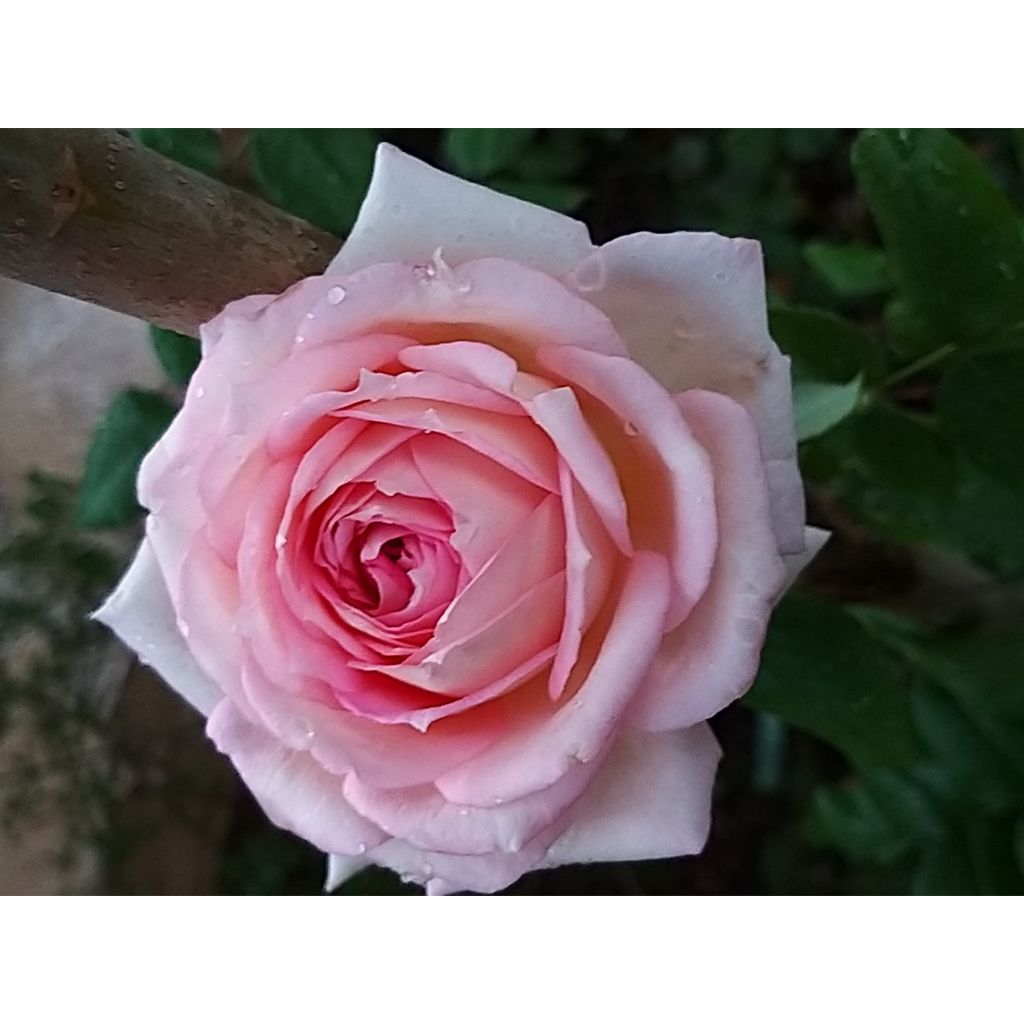 Rosier à grandes fleurs Ragazza Adalekov