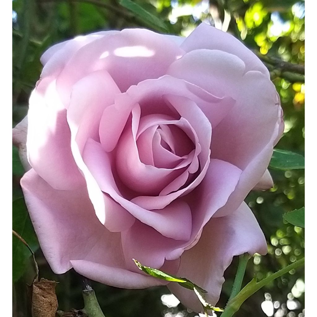 Rosier à grandes fleurs Rose Synactif by Shiseido