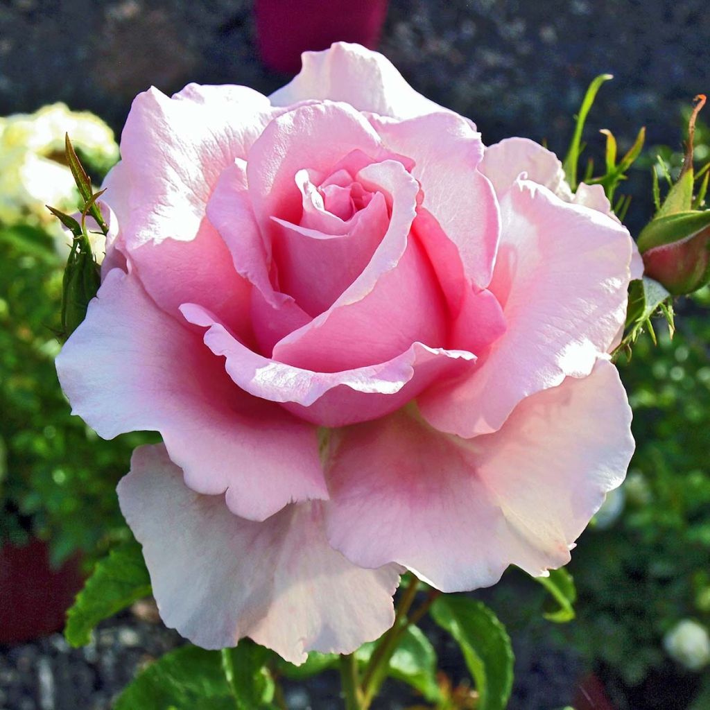 Rosier à grandes fleurs Sandrine Quétier