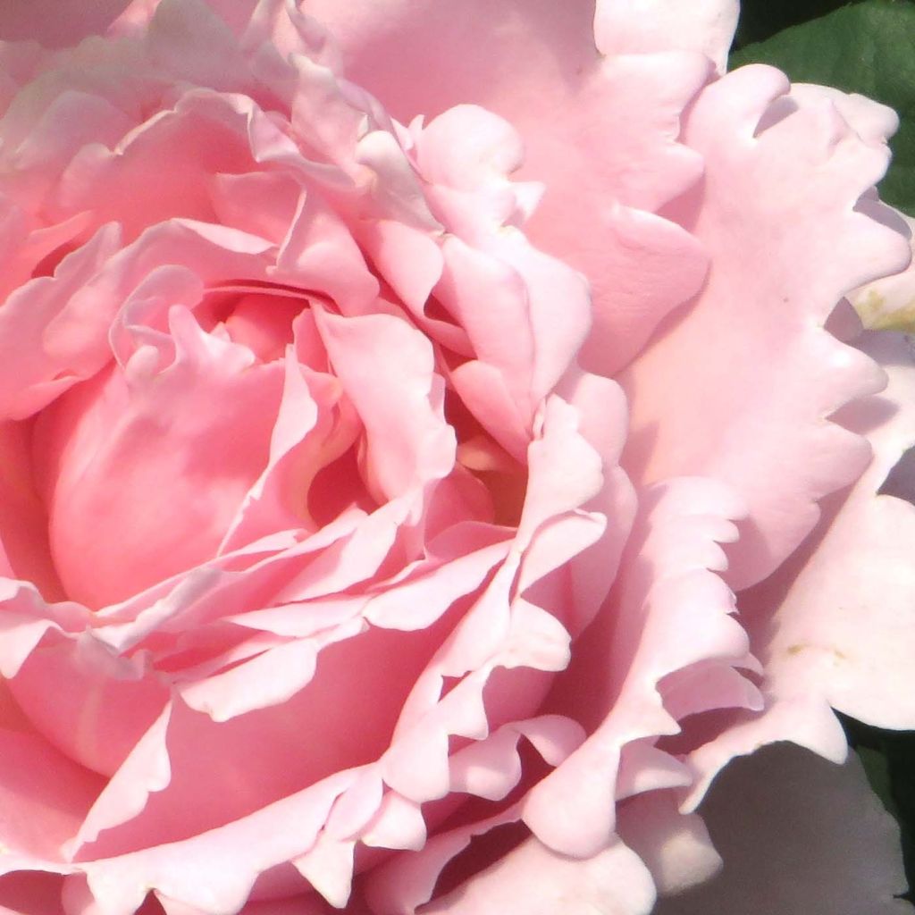 Rosier à grandes fleurs Sophie Rochas