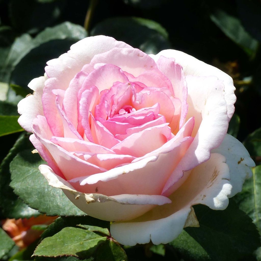 Rosier à grandes fleurs Souvenir de Baden-Baden