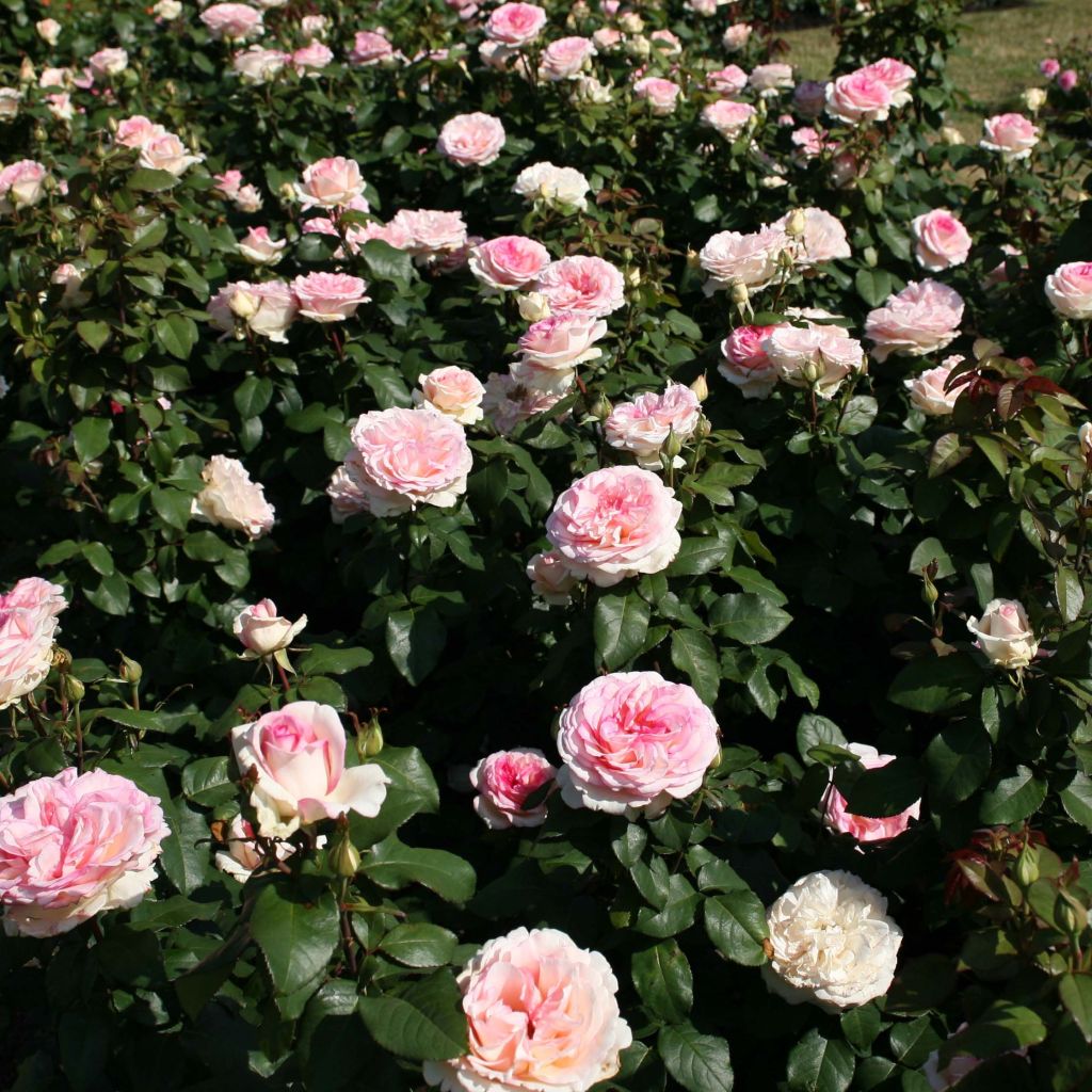 Rosier à grandes fleurs Souvenir de Baden-Baden