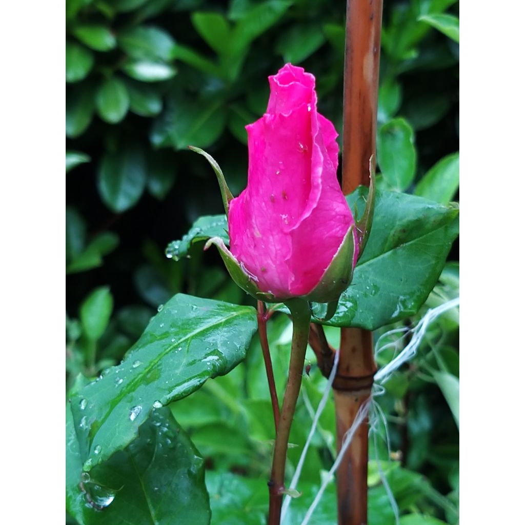 Rosier à grandes fleurs The McCartney Rose 