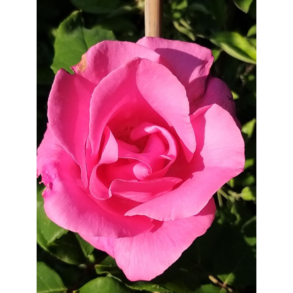 Rosier à grandes fleurs The McCartney Rose 