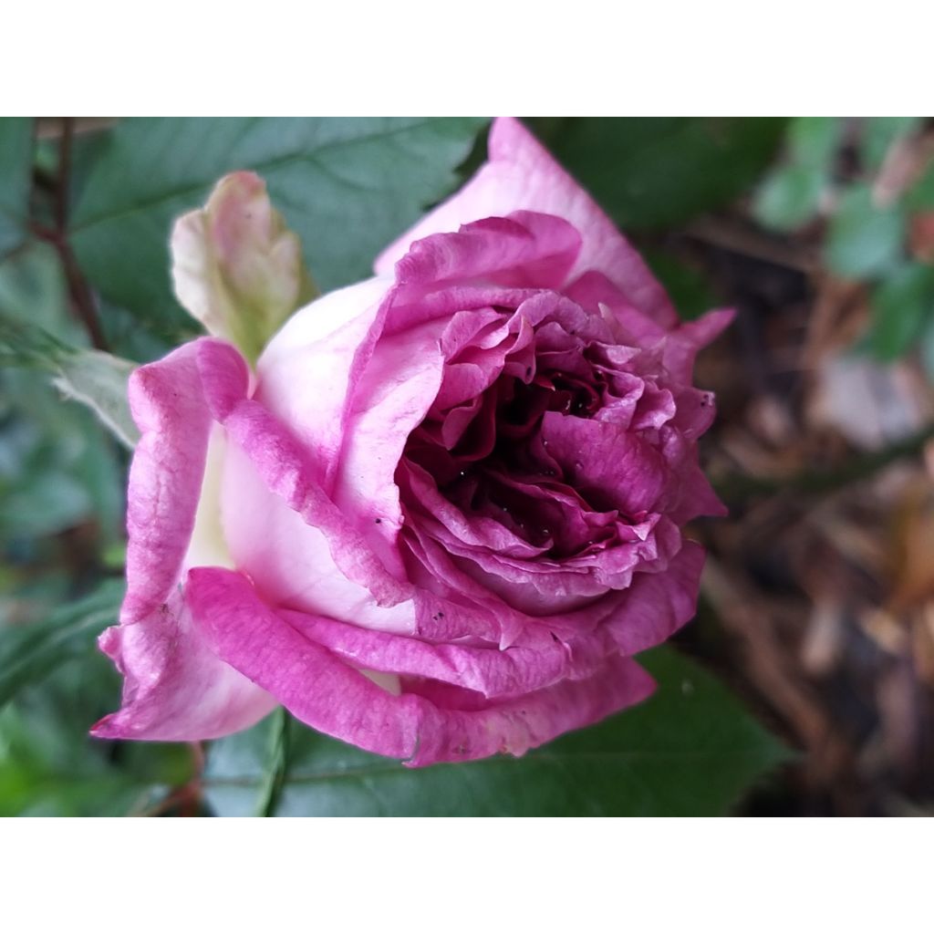 Rosier à grandes fleurs Thierry Marx 