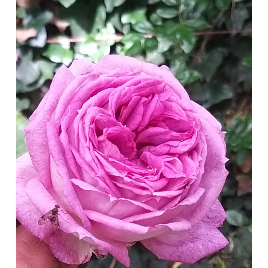 Rosier à grandes fleurs Thierry Marx 