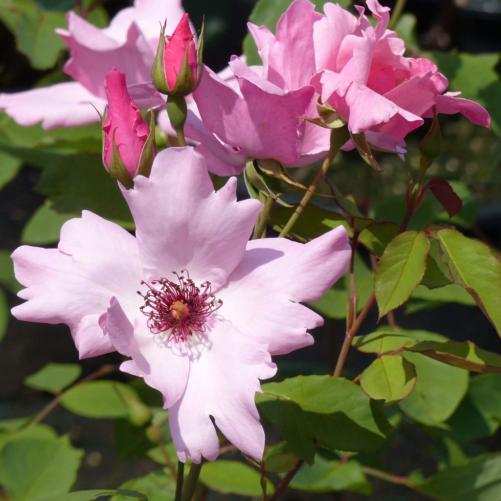 Rosier ancien Dainty Bess