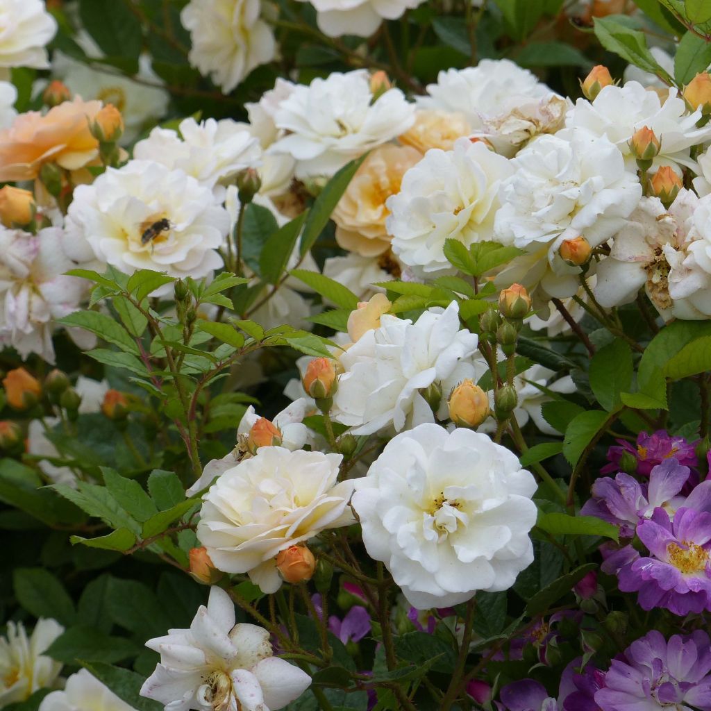 Rosier ancien Ghislaine de Féligonde