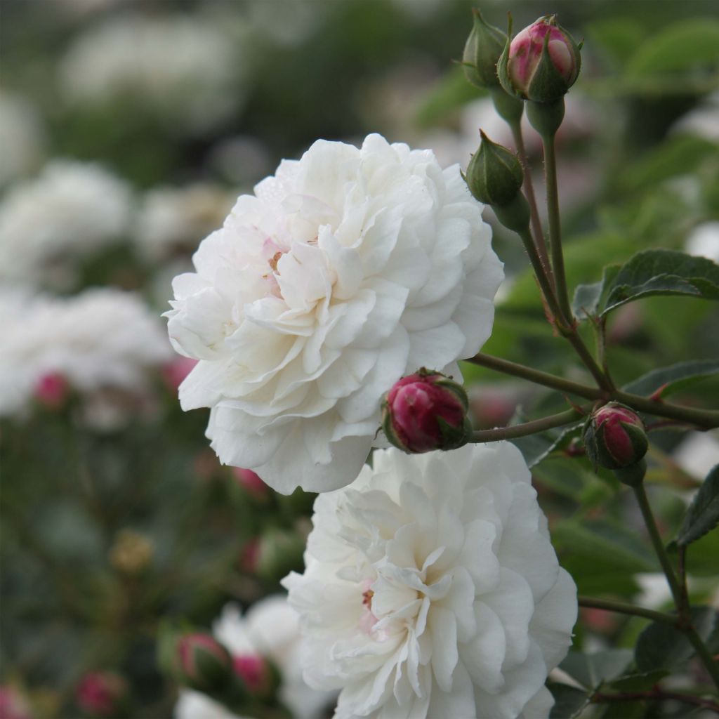 Rosier ancien Little White Pet