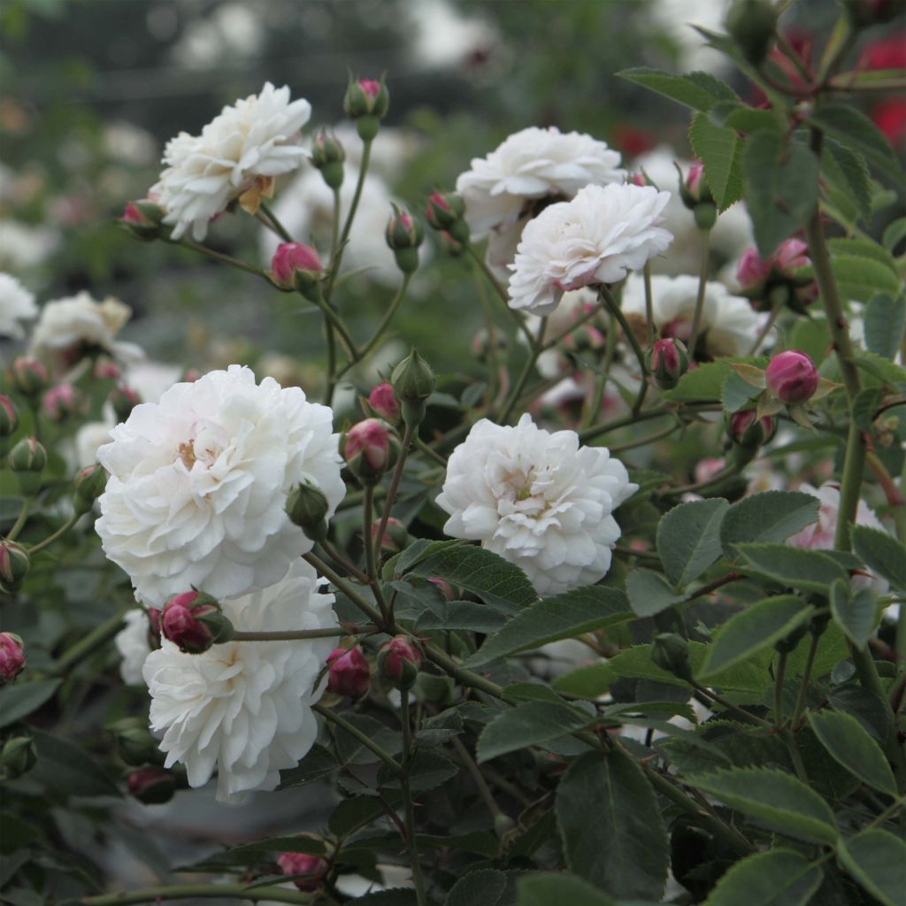 Rosier ancien Little White Pet