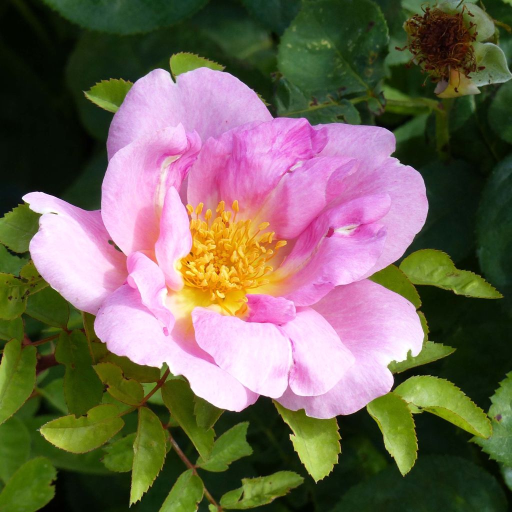 Rosier ancien Marguerite Hilling