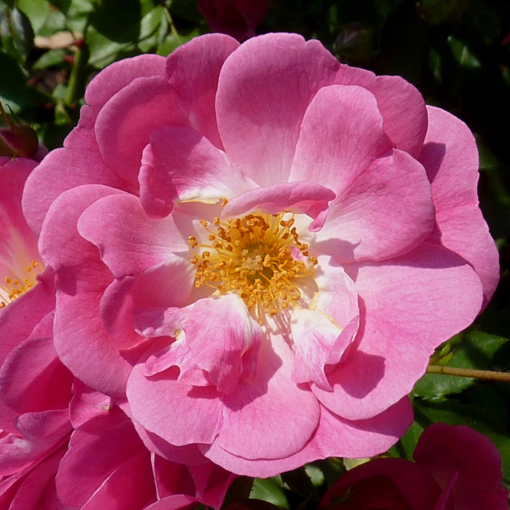 Rosier ancien Mozart - Rosa (x) moschata