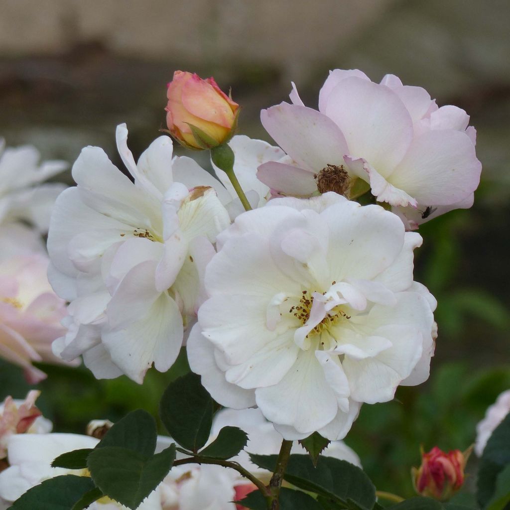 Rosier ancien Pénélope