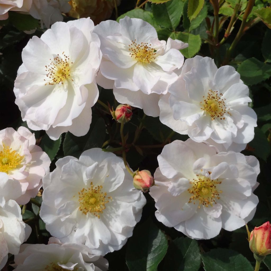 Rosier ancien Pénélope