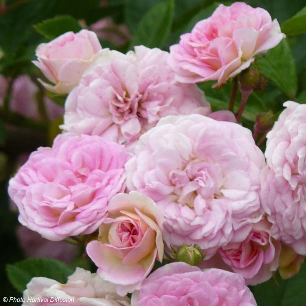 Rosier ancien Pink Ghislaine de Féligonde