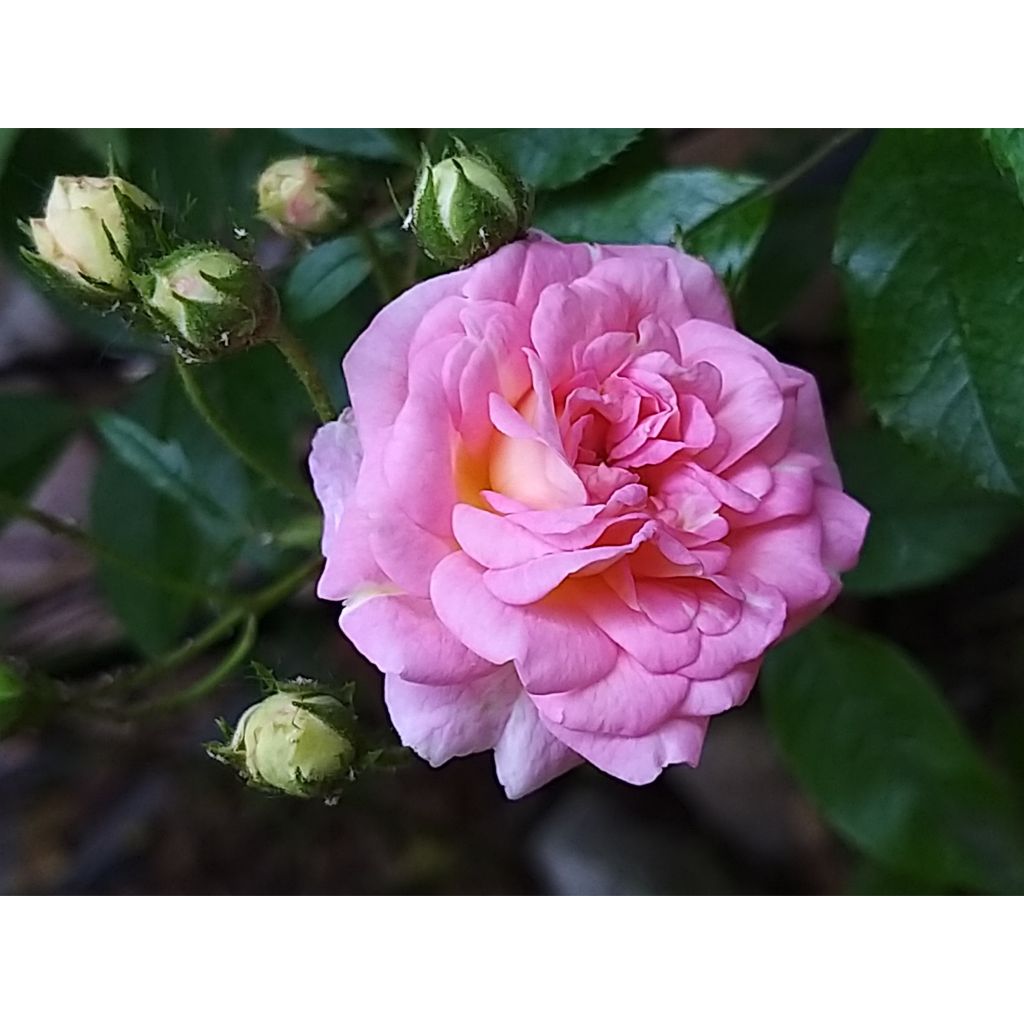 Rosier ancien Pink Ghislaine de Féligonde