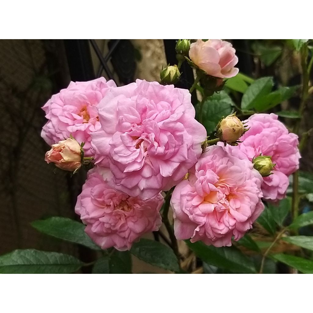 Rosier ancien Pink Ghislaine de Féligonde