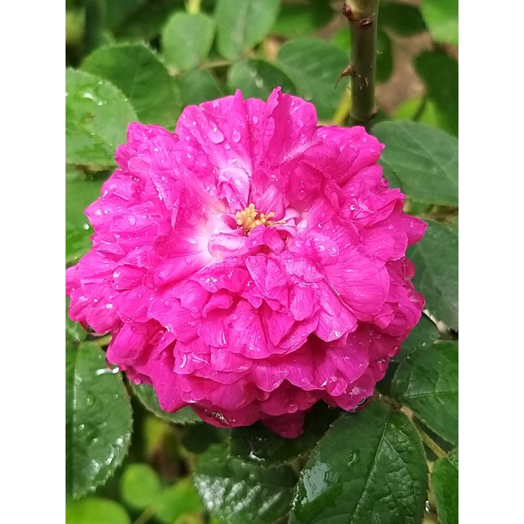 Rosier ancien Rose de Rescht