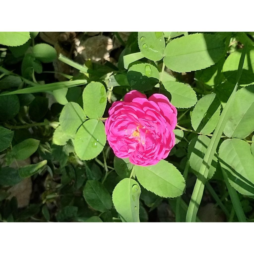 Rosier ancien Rose de Rescht