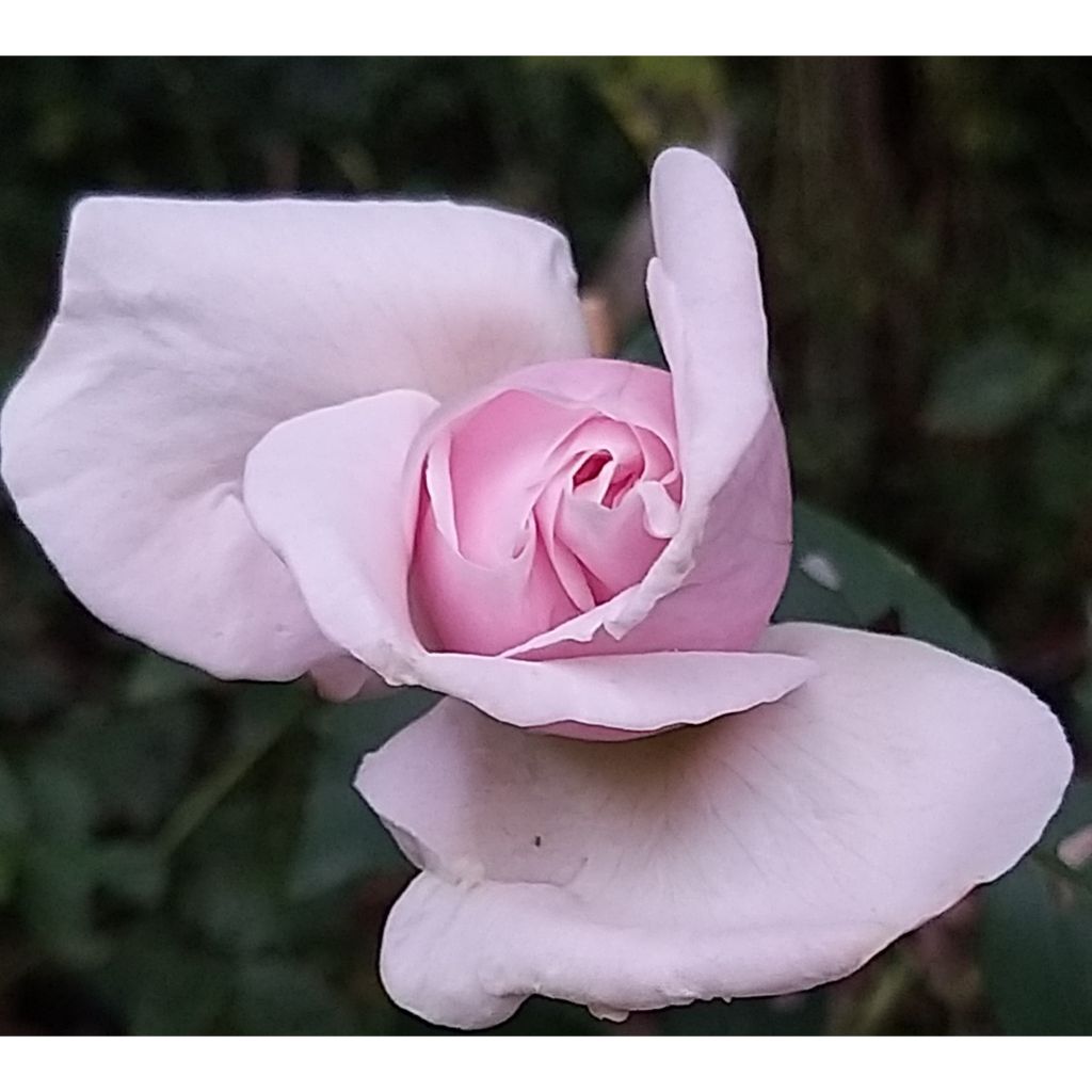 Rosier ancien Souvenir de la Malmaison