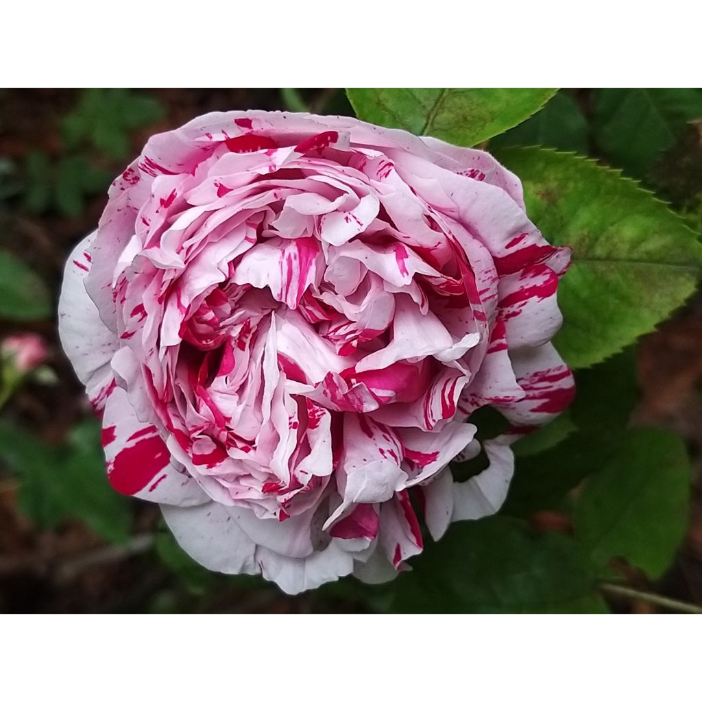 Rosier ancien Variegata di Bologna