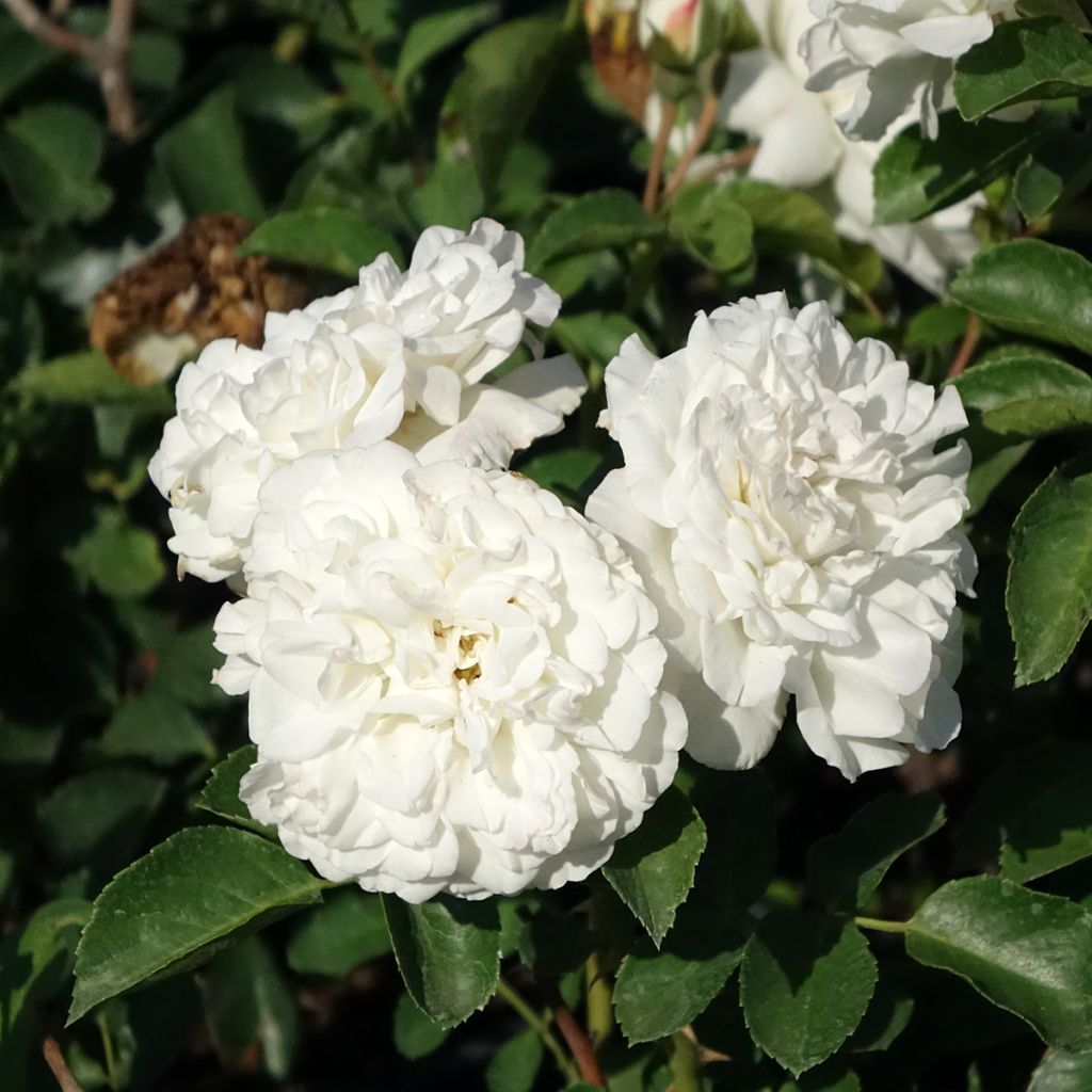 Rosier arbustif Blanc Meillandecor