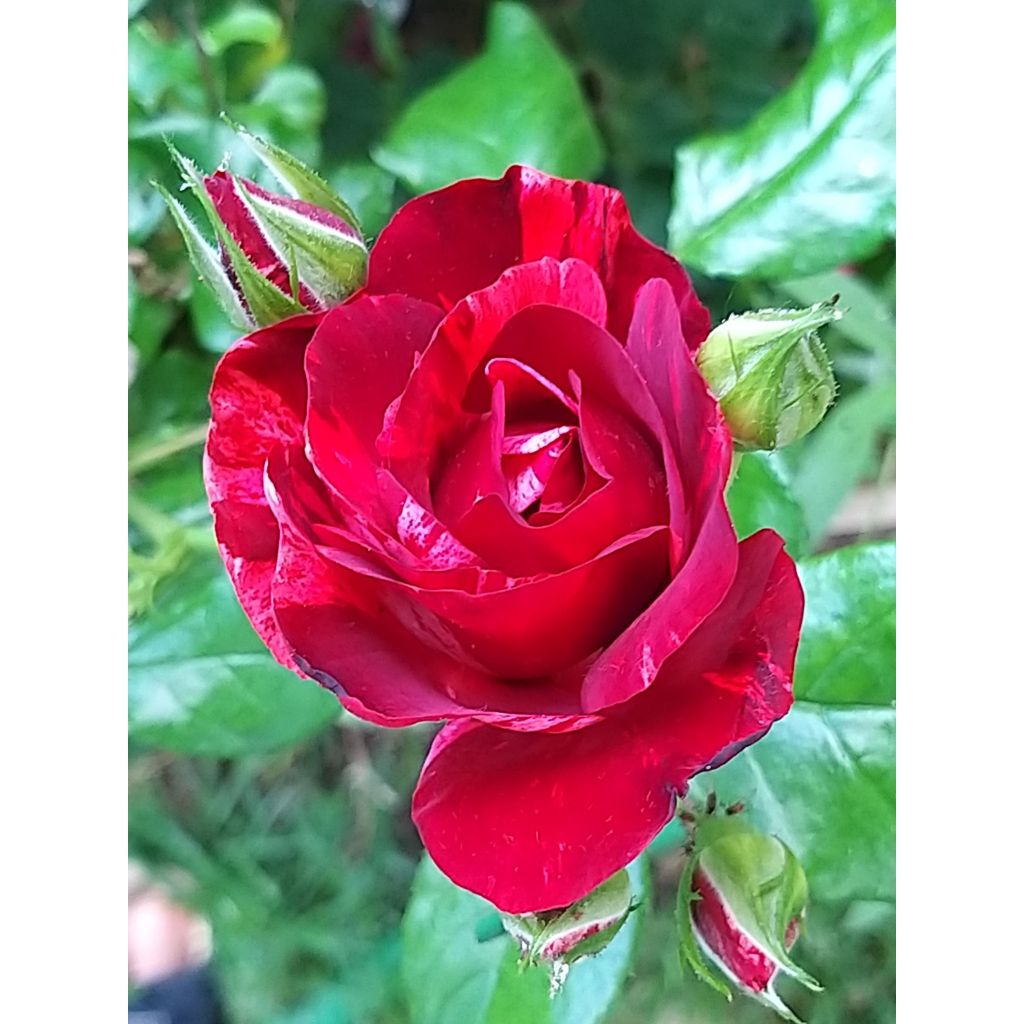 Rosier arbustif La Reine de la Nuit