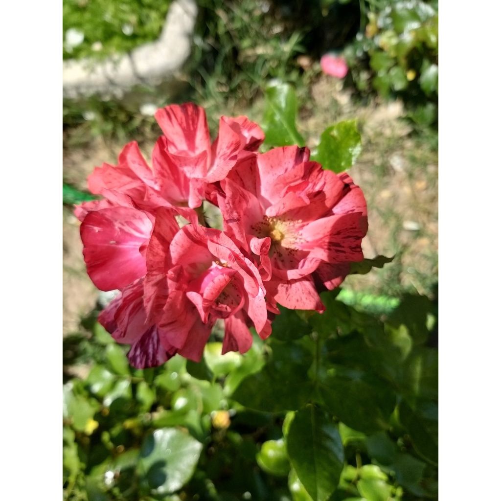 Rosier arbustif La Reine de la Nuit