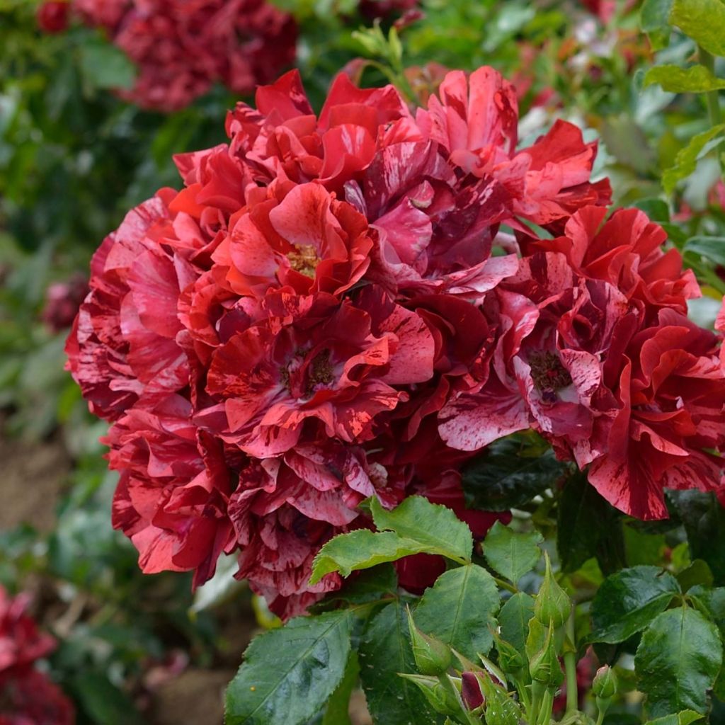 Rosier arbustif La Reine de la Nuit