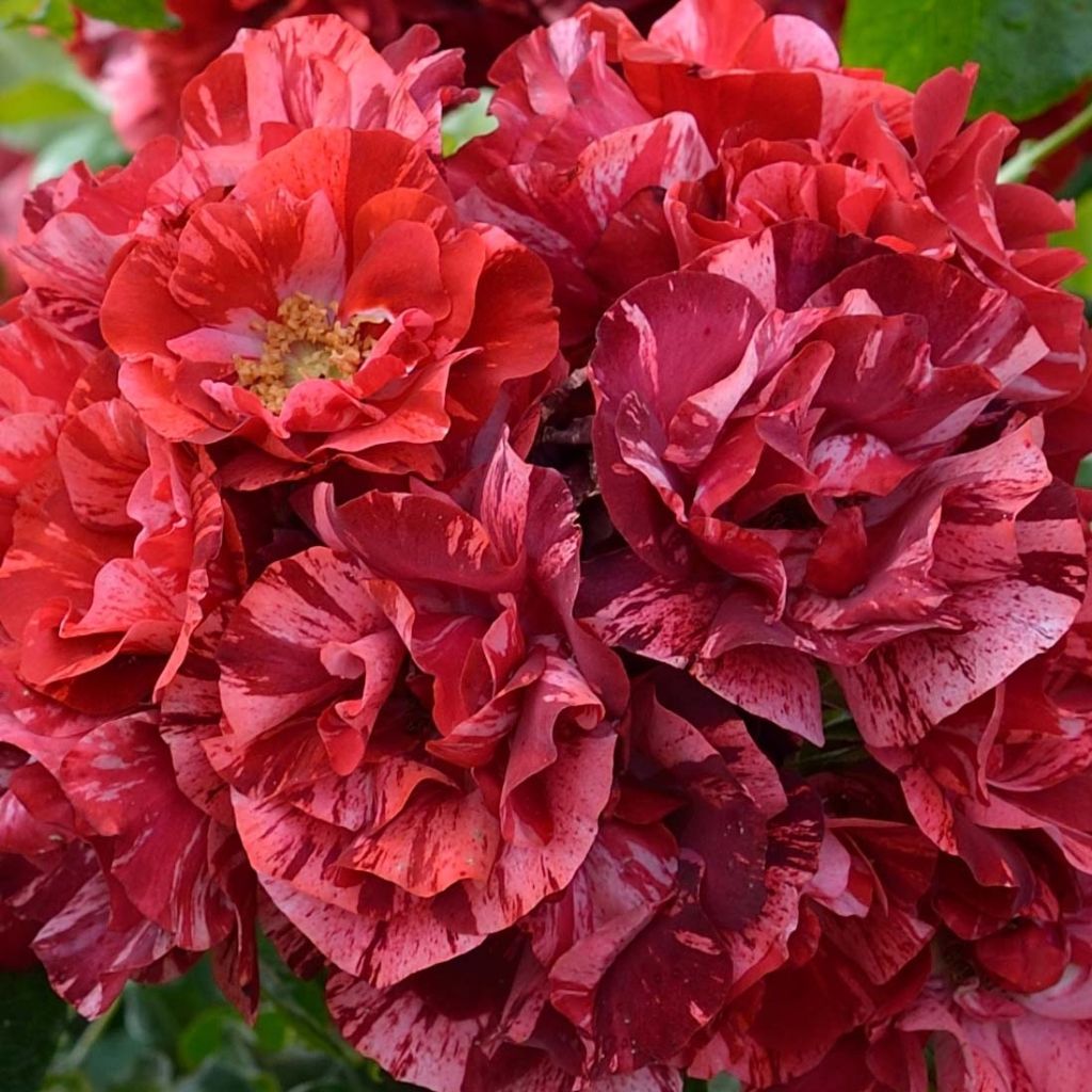 Rosier arbustif La Reine de la Nuit