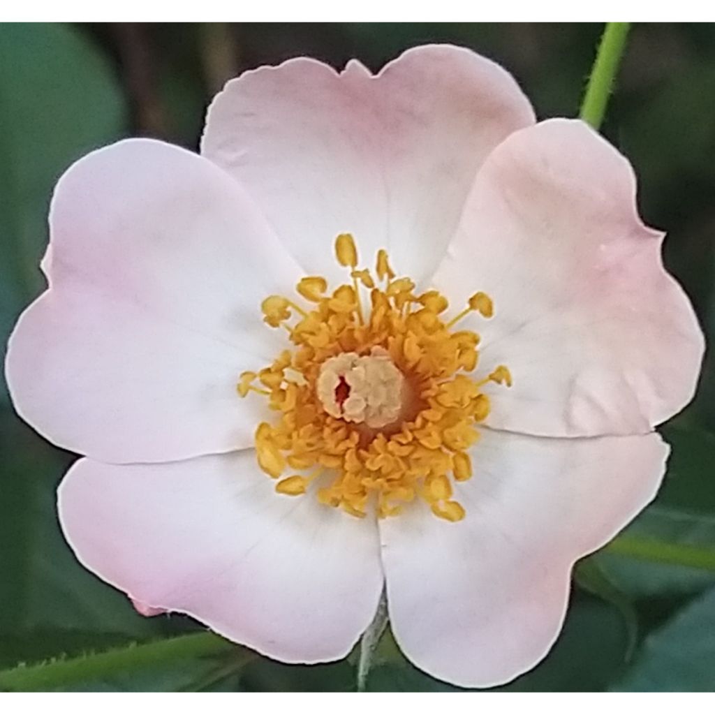 Rosier arbustif Rosy Cushion