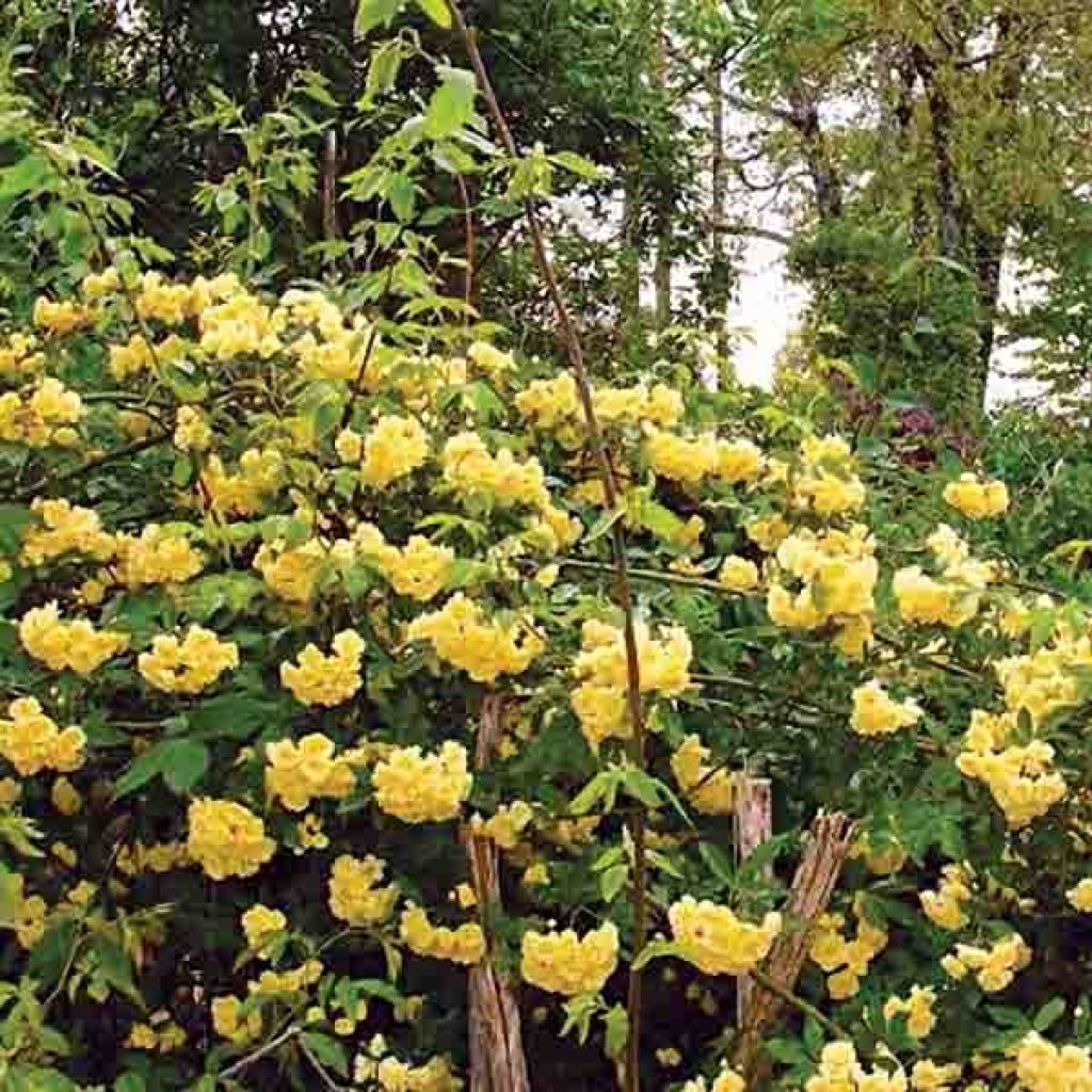 Rosier de Banks Lutea - Rosa banksiae