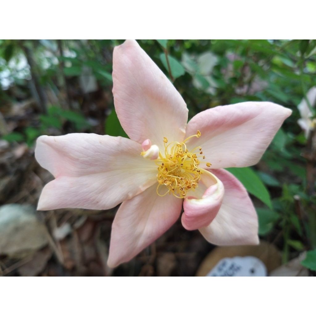 Rosier botanique - Rosa chinensis Mutabilis