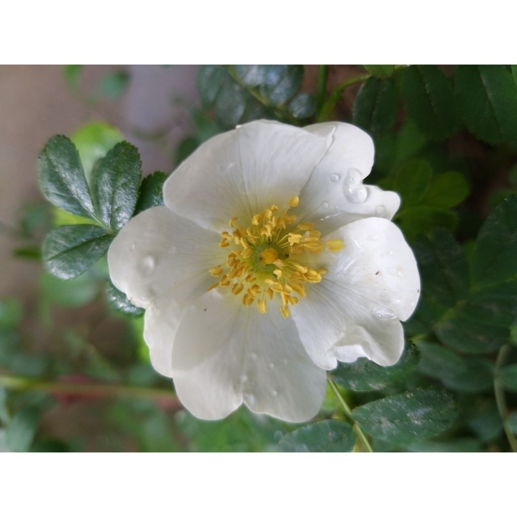 Rosier botanique - Rosa omeiensis Pteracantha