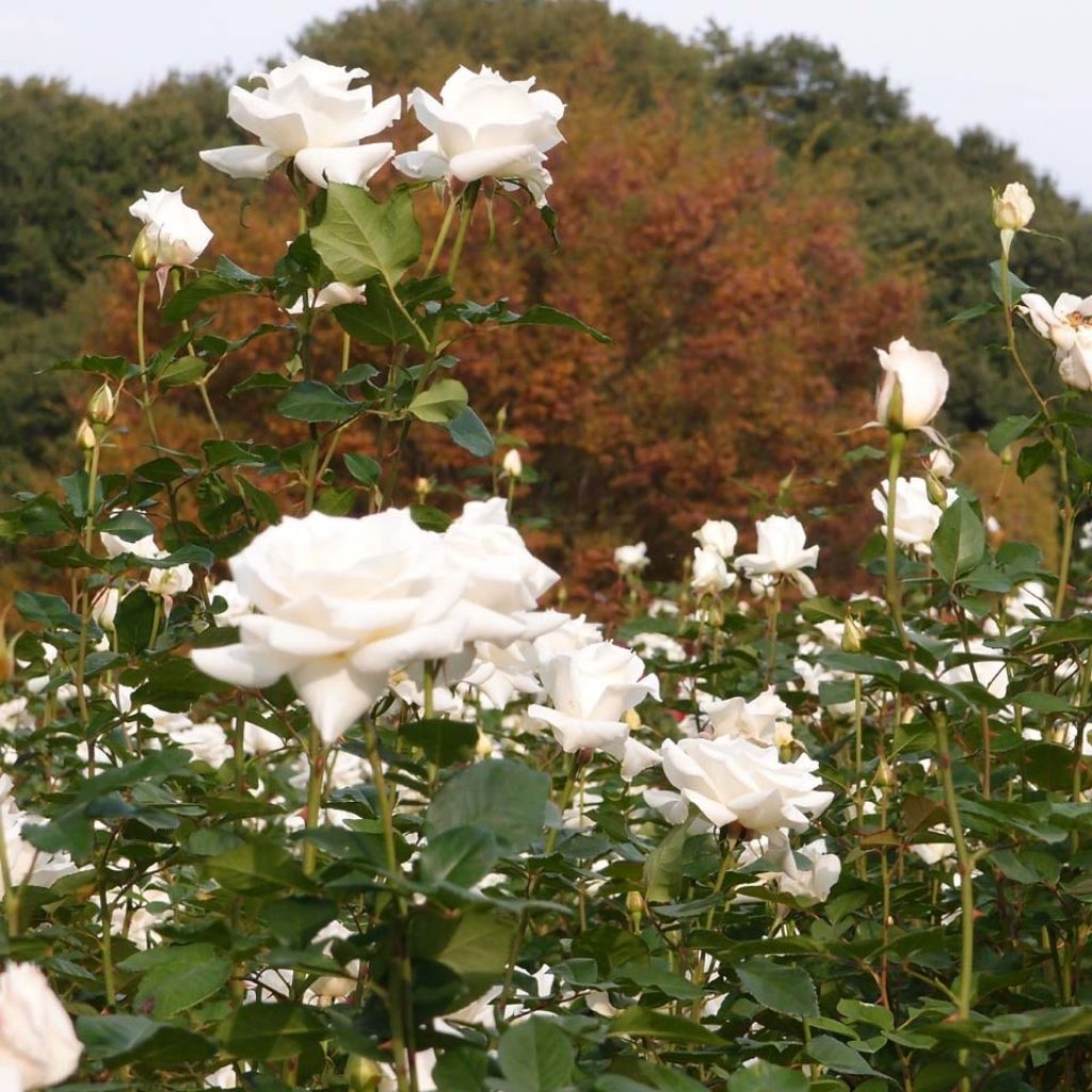 Rosier buisson Pascali