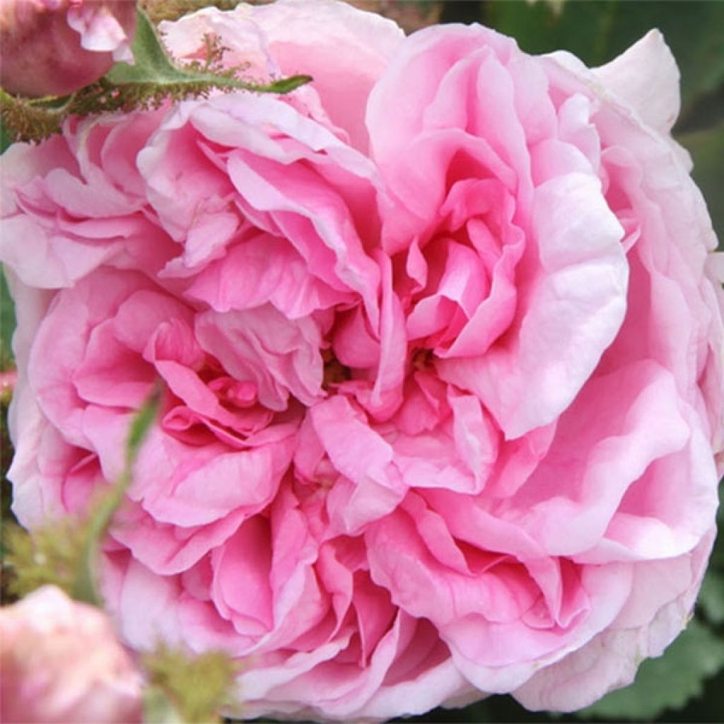 Rosier ancien centifolia BIO - Rose à cent-feuilles