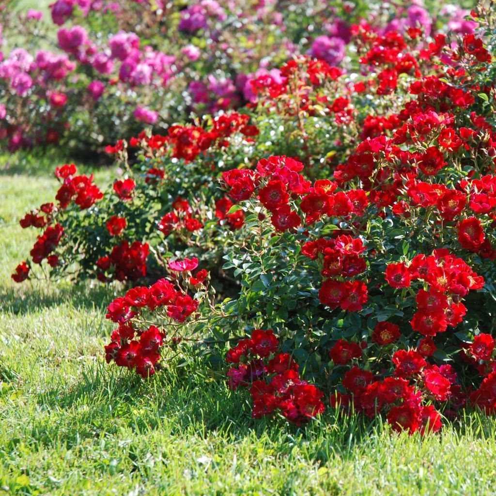 Rosier couvre-sol Rouge Cascade